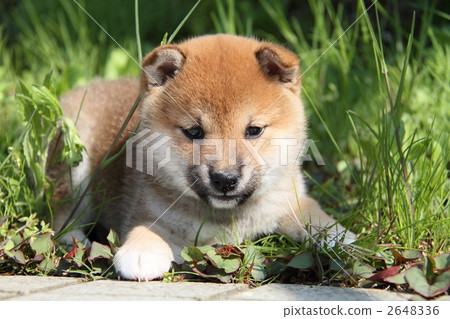 Shiba Inu puppy 2648336