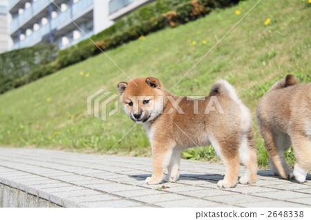Shiba Inu puppy 2648338