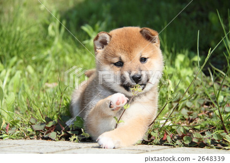 Shiba Inu puppy 2648339