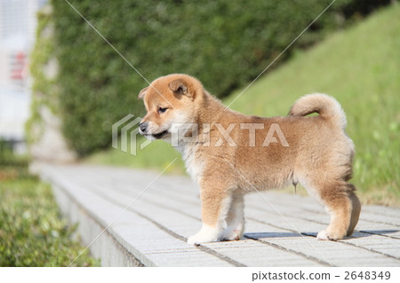 Shiba Inu puppy Shiba Inu puppy 2648349