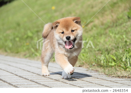 Shiba Inu puppy Shiba Inu puppy 2648354