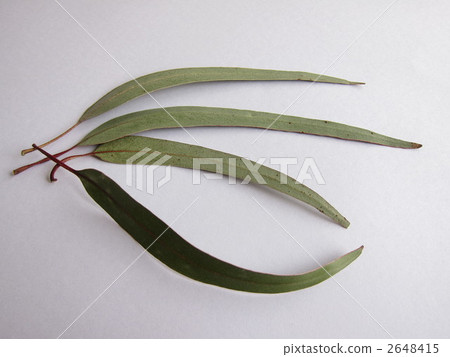 桉樹藍桉 桉樹藍桉 2648415
