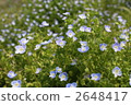 Persian speedwell 2648417