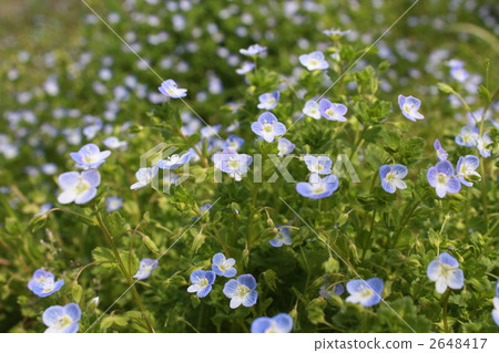 波斯Speedwell 波斯Speedwell 2648417