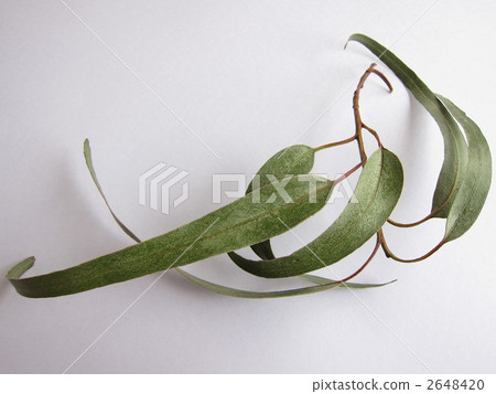 桉樹藍桉 桉樹藍桉 2648420
