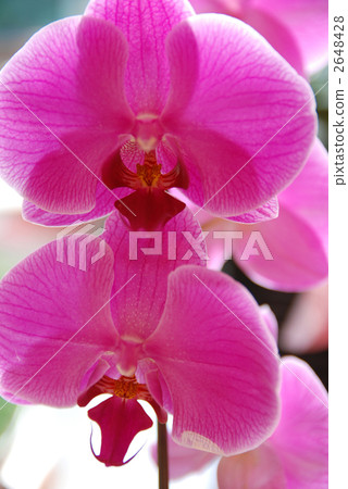 Phalaenopsis orchid Phalaenopsis orchid 2648428