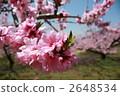  Peach blossoms 2648534