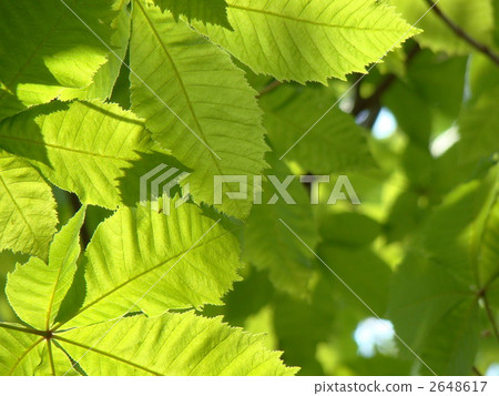 Horse chestnut 2648617