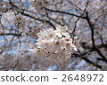 cherry blossom, cherry tree, petal 2648972