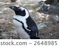 penguin, penguins, bird 2648985