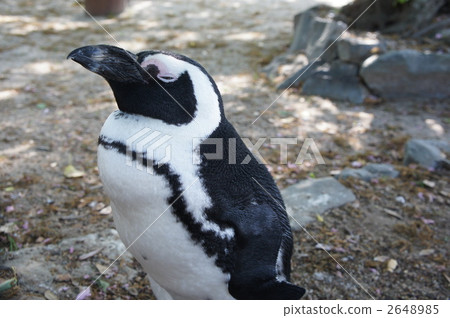 penguin, penguins, bird 2648985