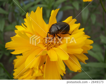 黃色花朵的黃色 2649173
