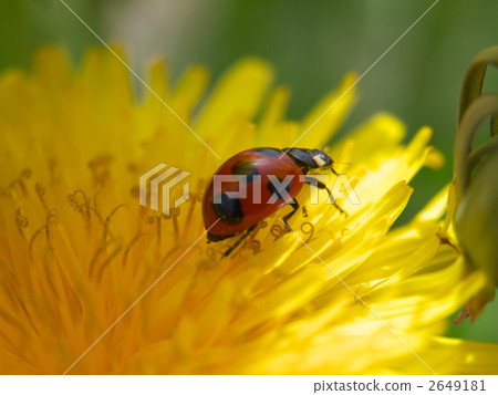 ladybug, ladybugs, bug 2649181