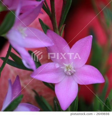 Crowea·Exalata Crowea·Exalata 2649698