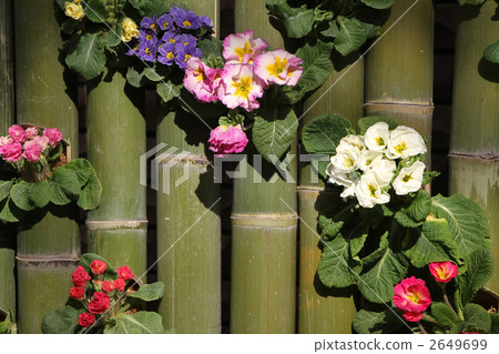 Primula Poliansas and Primula Julian 2649699