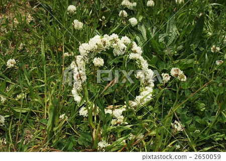 Sunny place Sunny place 2650059