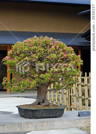 Bonsai  Pear - Stock Photo [2650157] - PIXTA