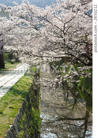 櫻花哲學的道路 櫻花哲學的道路 2650212