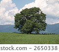 Koiwai farm Summer scenery One cherry tree 2650338