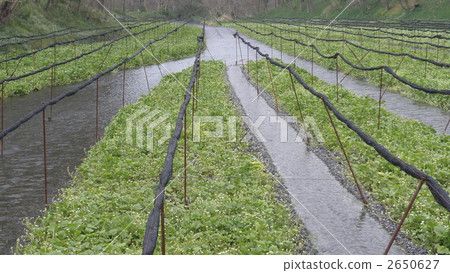 Azumino Wasabi Farm 2650627