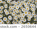 marguerite, marguerite field, bloom 2650644