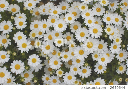 marguerite, marguerite field, bloom 2650644