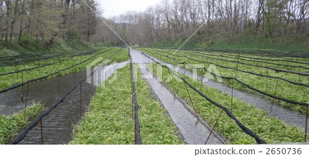 Azumino the Great Wasabi Farm Azumino the Great Wasabi Farm 2650736