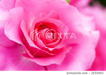粉紅色的玫瑰 2650903