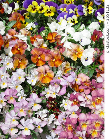 viola, pansy, bloom 2651132