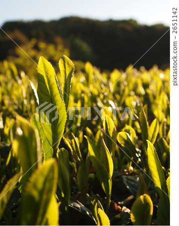 茶樹新芽 2651142