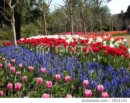 各種鬱金香領域和穆斯卡里 2651143