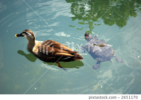 California swimming on the river side and Mississippi red turtle California swimming on the river side and Mississippi red turtle 2651170