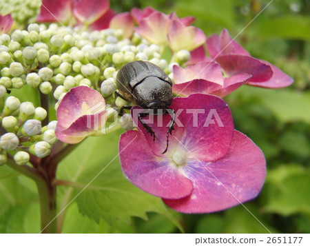 Canned Hydrangea Canned Hydrangea 2651177