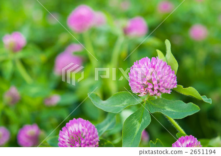 Murasakitetsukusa排隊 2651194