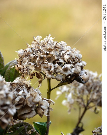 繡球 繡球 2651241