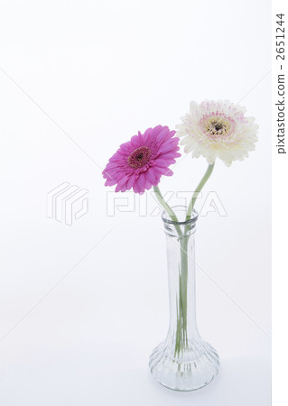 安排兩種非洲菊(圖片完美,克拉)2 安排兩種非洲菊(圖片完美,克拉)2 2651244