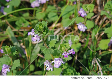 野花和牡蠣(唇形科) 野花和牡蠣(唇形科) 2651378