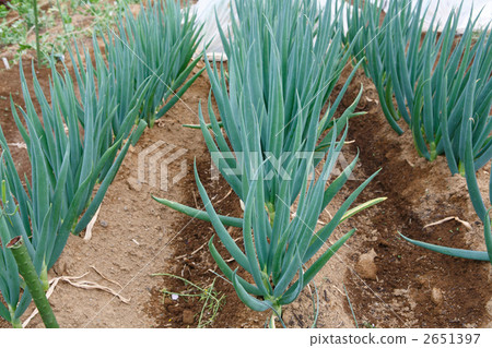 Negi field at harvest season 2651397