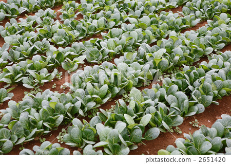 Komatsuna farm in harvest period 2651420