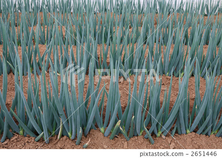 Negi field at harvest season Negi field at harvest season 2651446