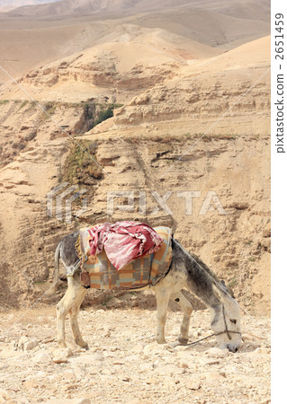 Desert horse / Israel (vertical) 003 2651459