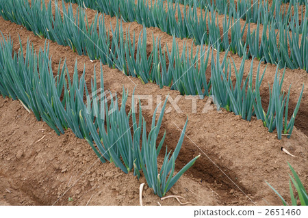 Negi field at harvest season Negi field at harvest season 2651460