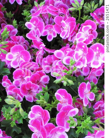 pelargonium, bloom, blossom 2651471