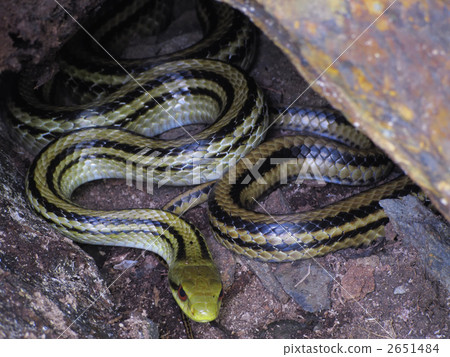 Shark's snake in the rock (lateral cut) 2651484