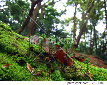 "Sprout of Mino no Tane" sprouted on a fallen tree 2651486