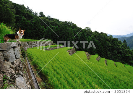 在夏末的石垣飯露台 2651854
