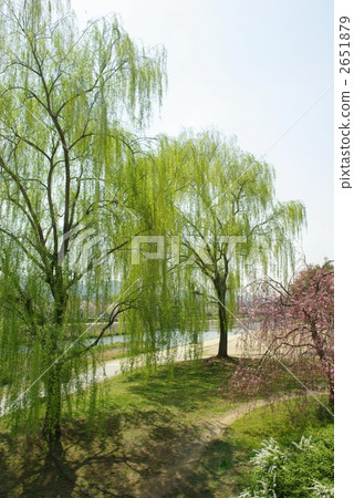 春天色彩Kamogawa公園 春天色彩Kamogawa公園 2651879