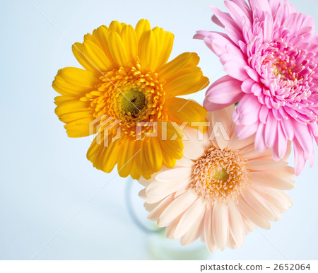 Gerbera 2652064