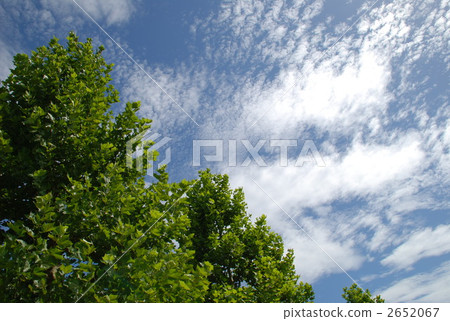 法桐 法國梧桐 大樹 2652067