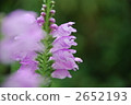 obedient plant, botanic, botanical 2652193